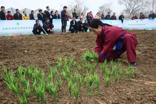 合肥农耕运动热火朝天 田间地头变身健身基地