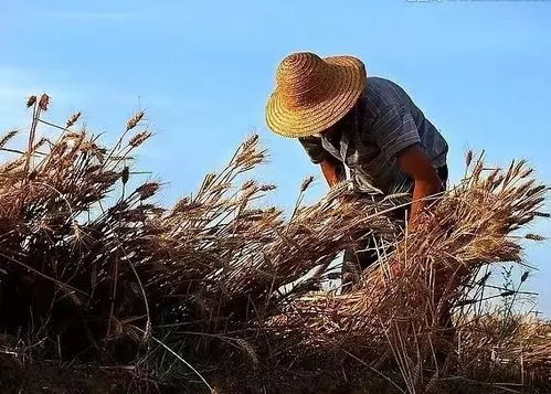 熄灯号丨故乡的麦田