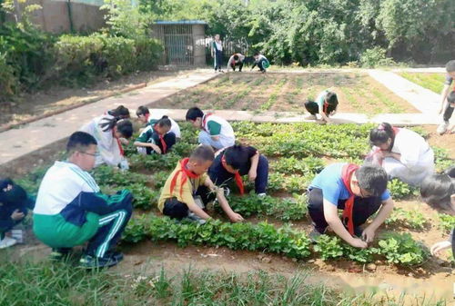 走进种植基地 体验劳动快乐 肥城市龙山小学开展综合实践农耕课程